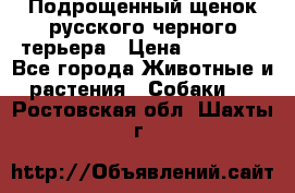 Подрощенный щенок русского черного терьера › Цена ­ 35 000 - Все города Животные и растения » Собаки   . Ростовская обл.,Шахты г.